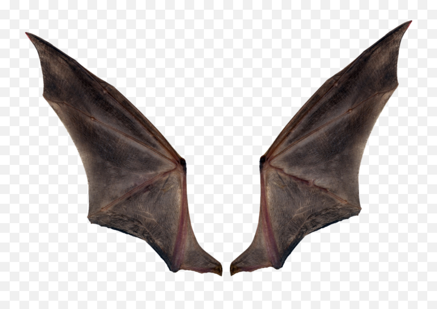 Devil Wings Photo Editing Background U0026 Png Download 2020 - Real Transparent Bat Wings Emoji,Demon Wings Png