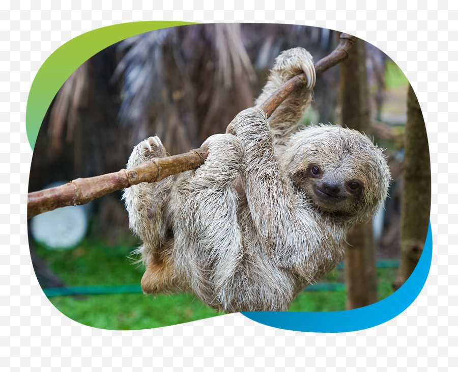 Animals Riforg Emoji,Transparent Sloth