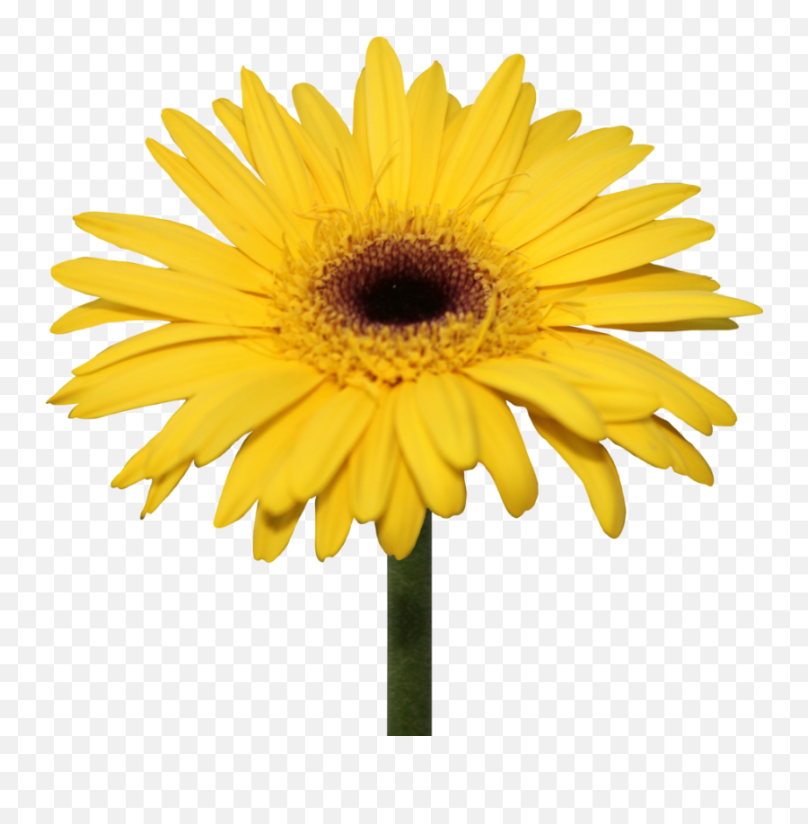 Yellow Gerbera Daisy Png Png Image With - Yellow Daisy Flowers Png Emoji,Daisy Png