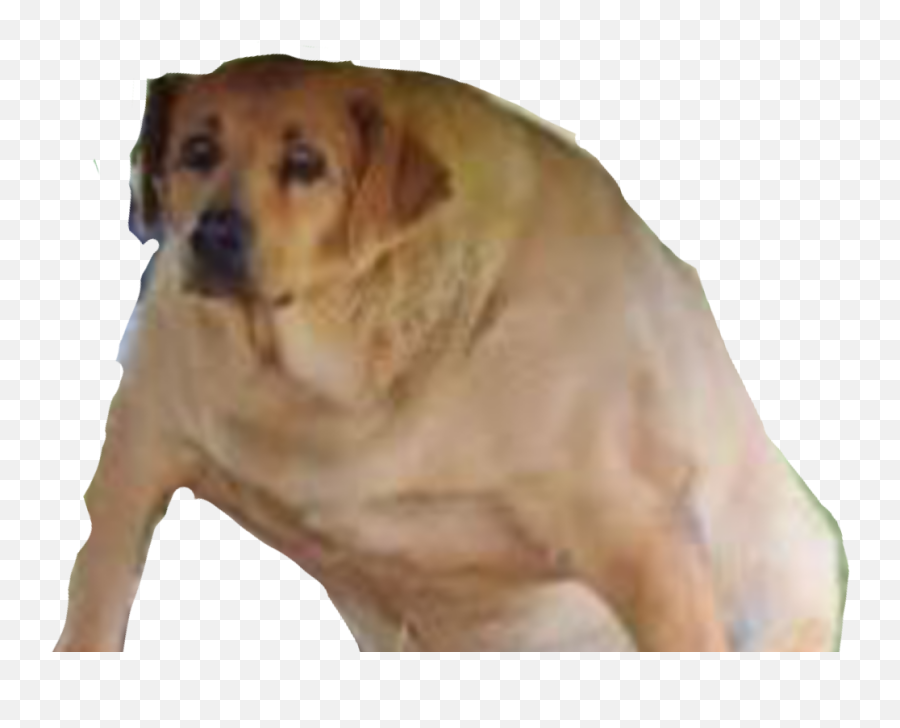 Dankmemes - Wide Dog Png Emoji,Dog Png