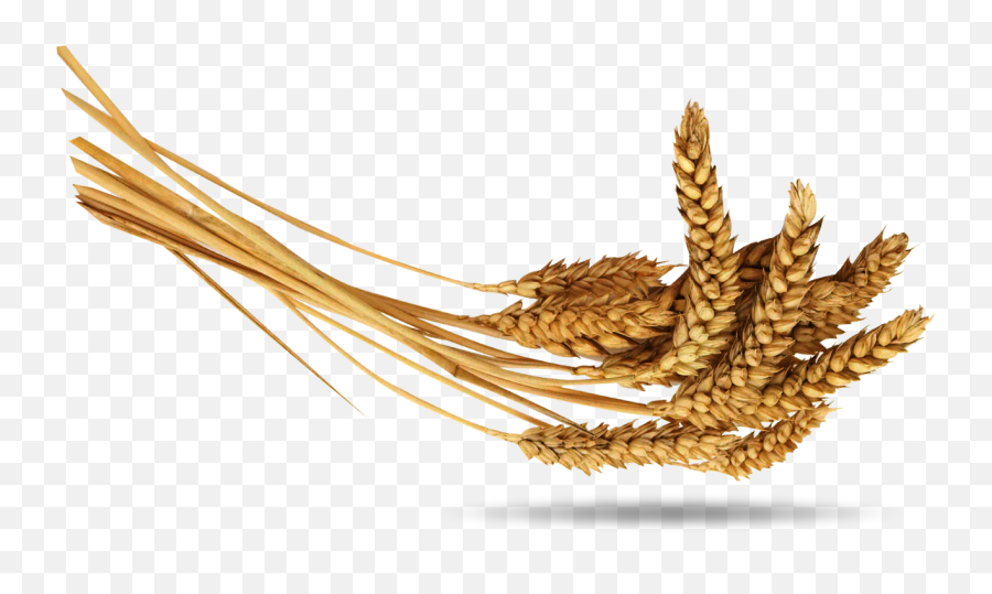 Wheat Png Image - Wheat Png Emoji,Wheat Png