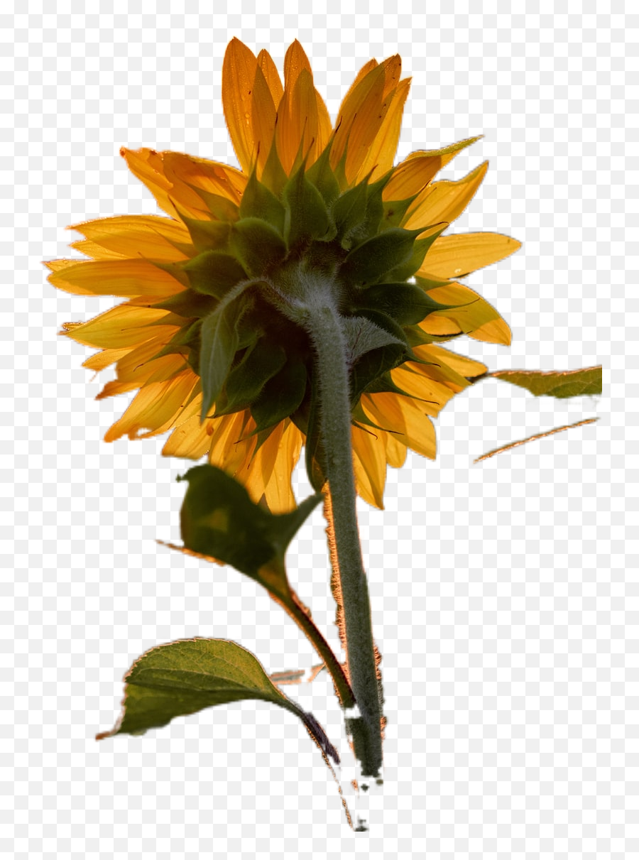 Close - Up Photography Of Yellow Sunflower Transparent Emoji,Sunflower Transparent Background