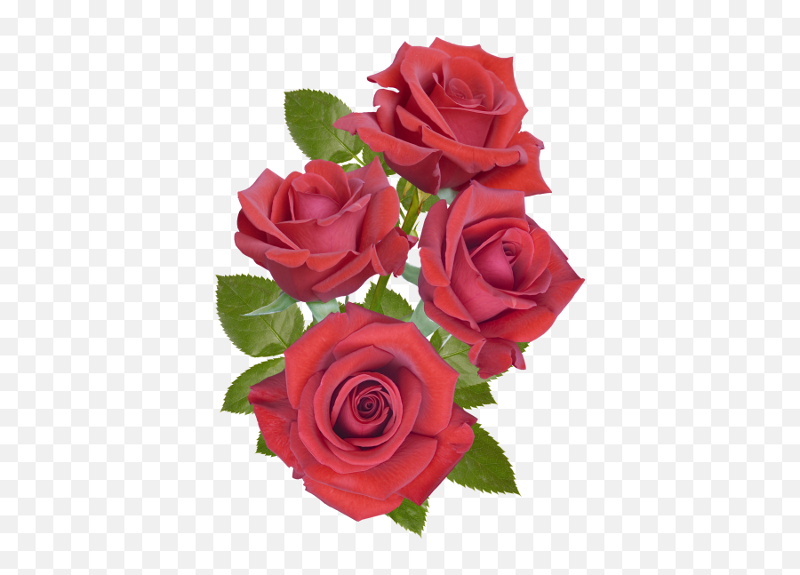 Red Rose Transparent Png Image - Freepngdesigncom Emoji,Red Rose Transparent Background