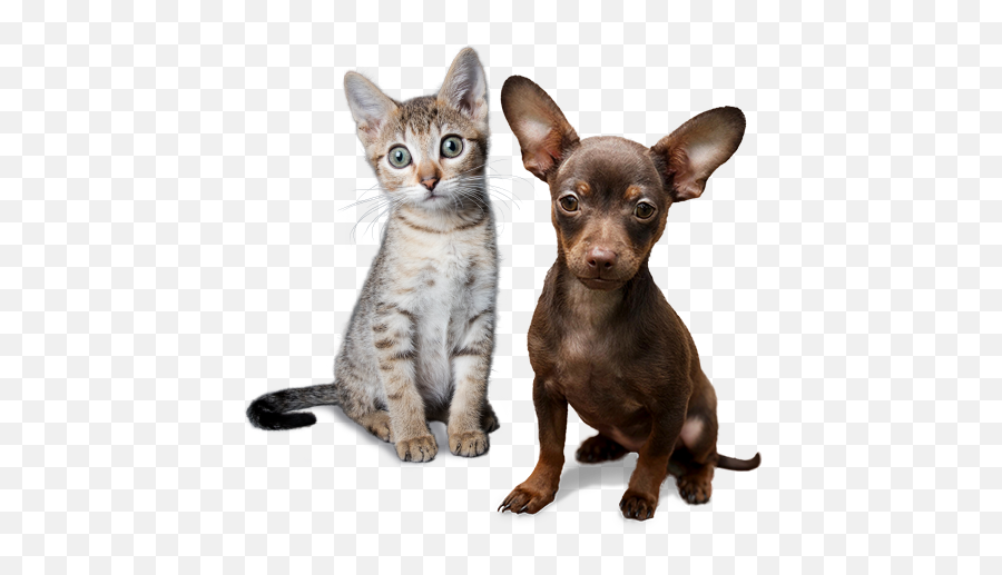Amanda Foundation - Cat Dog Animal Emoji,Dog Png