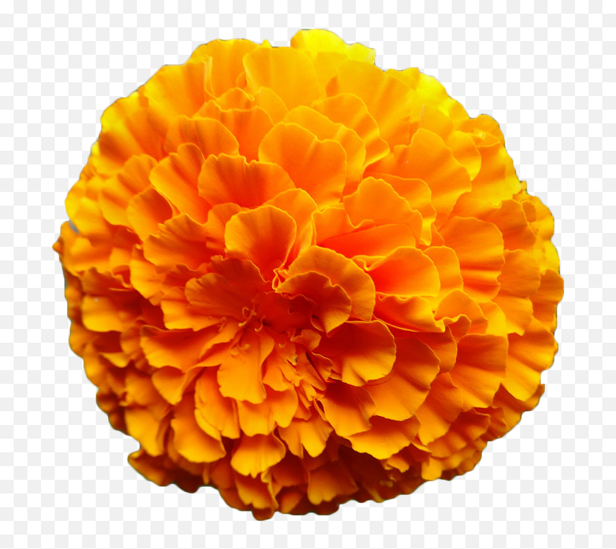 Mexican Marigold Flower Calendula - Mexican Marigold Flower Png Emoji,Mexican Flowers Png