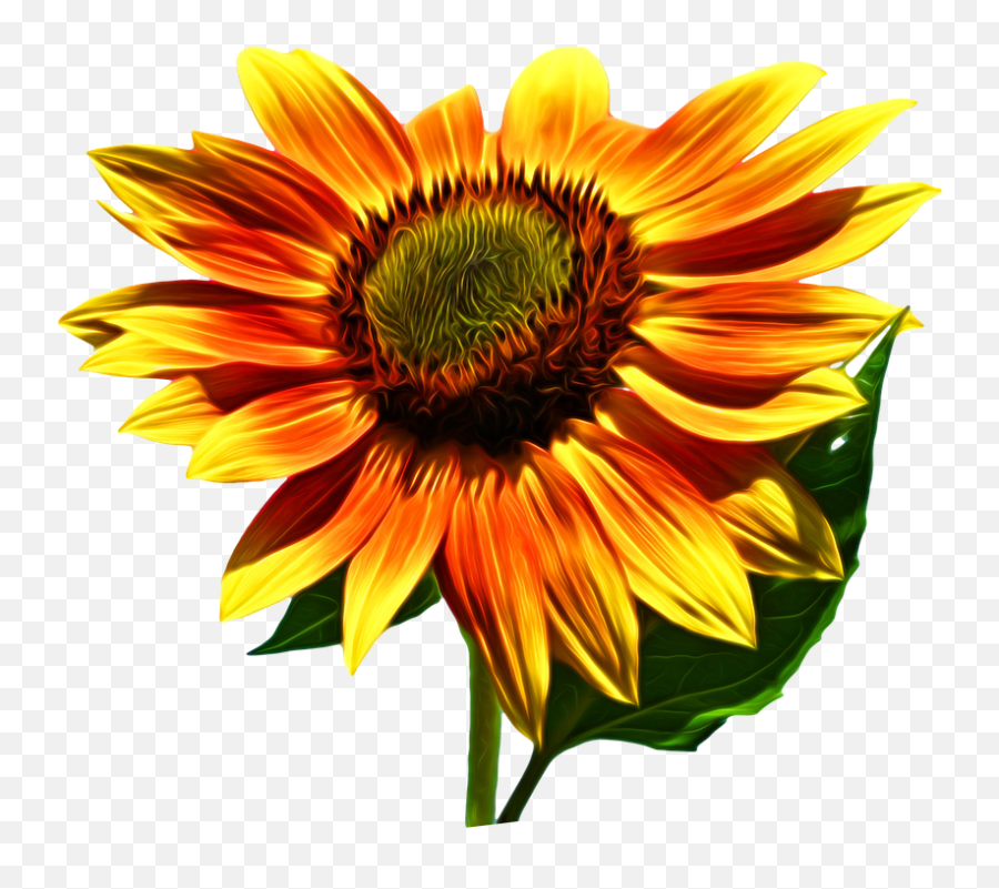 Free Photo Sunflower Bright Flower Fall Nature Plant - Max Pixel Emoji,Watercolor Sunflower Png