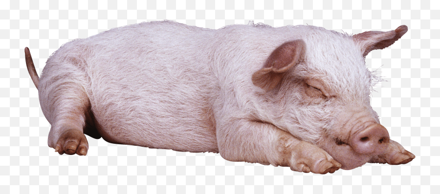 Pig Png Standing - Sleep Pig Clipart Png Emoji,Pig Png