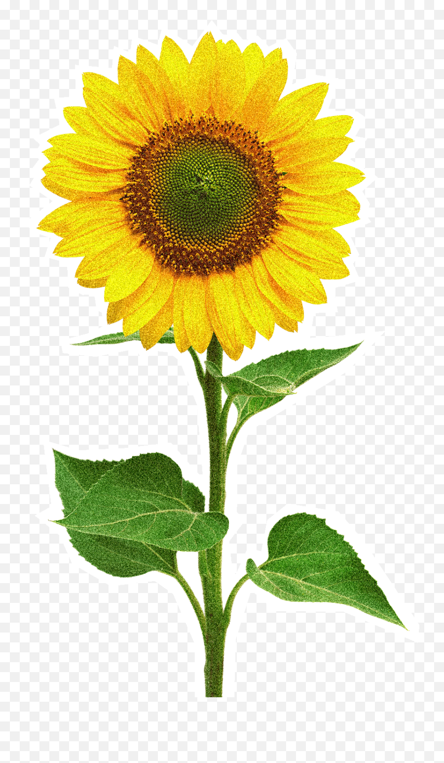 Single Sunflower Images Hd Clipart - Full Size Clipart Emoji,Sunflower Corner Border Clipart