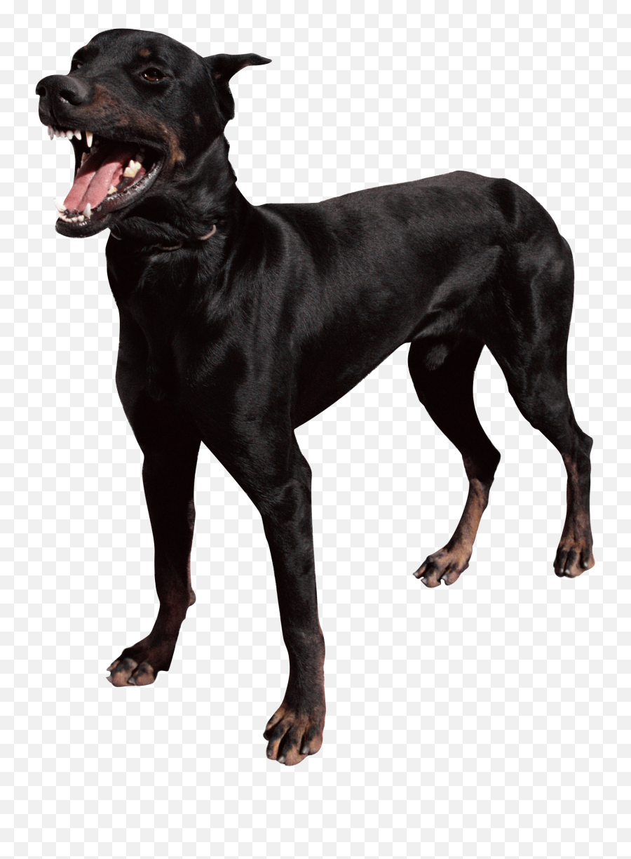 Black Dog Png - Scary Dog Png Emoji,Dog Png
