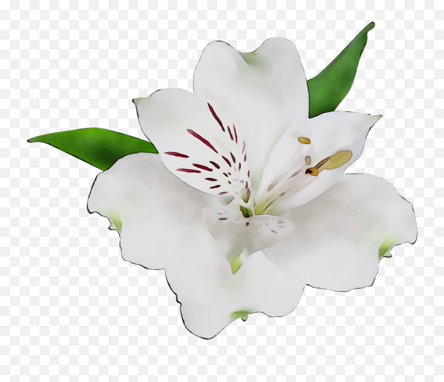 Download Cut Of Incas The Flowers Lily Clipart Png Free - Lily Emoji,Lily Clipart