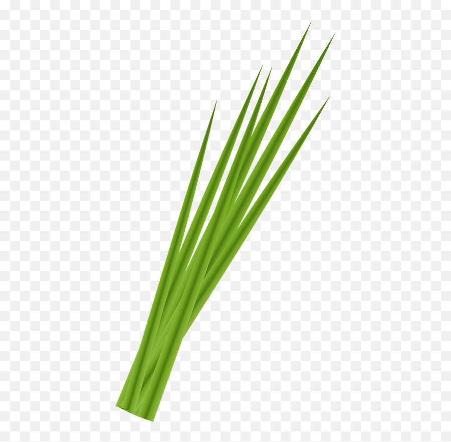 Garlic Chives Clipart Free Download Transparent Png - Chives Clipart Emoji,Garlic Clipart