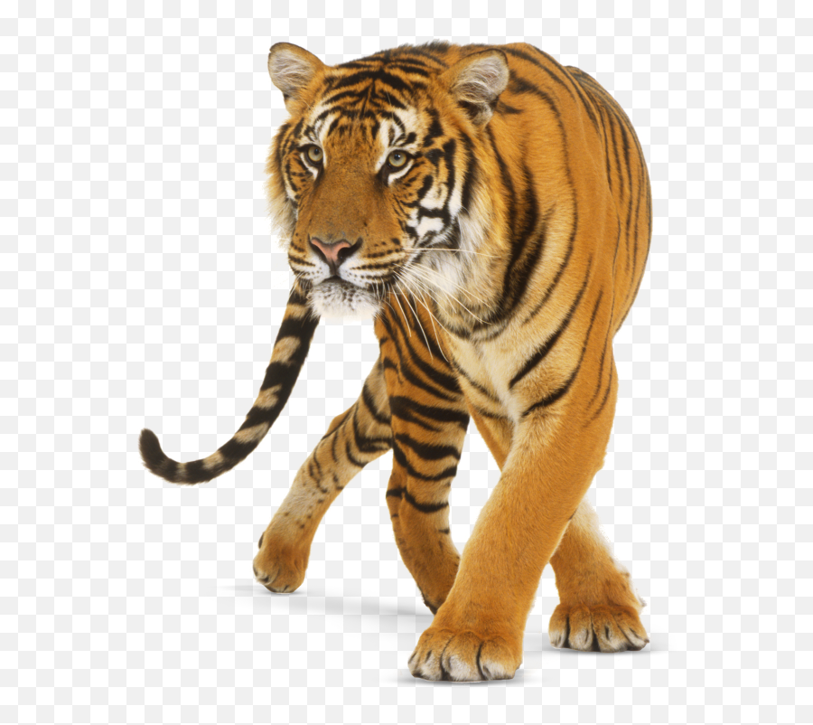 Tiger Png No Background Free Tiger No - Dorling Kindersley Big Cats Book Emoji,Tiger Transparent Background