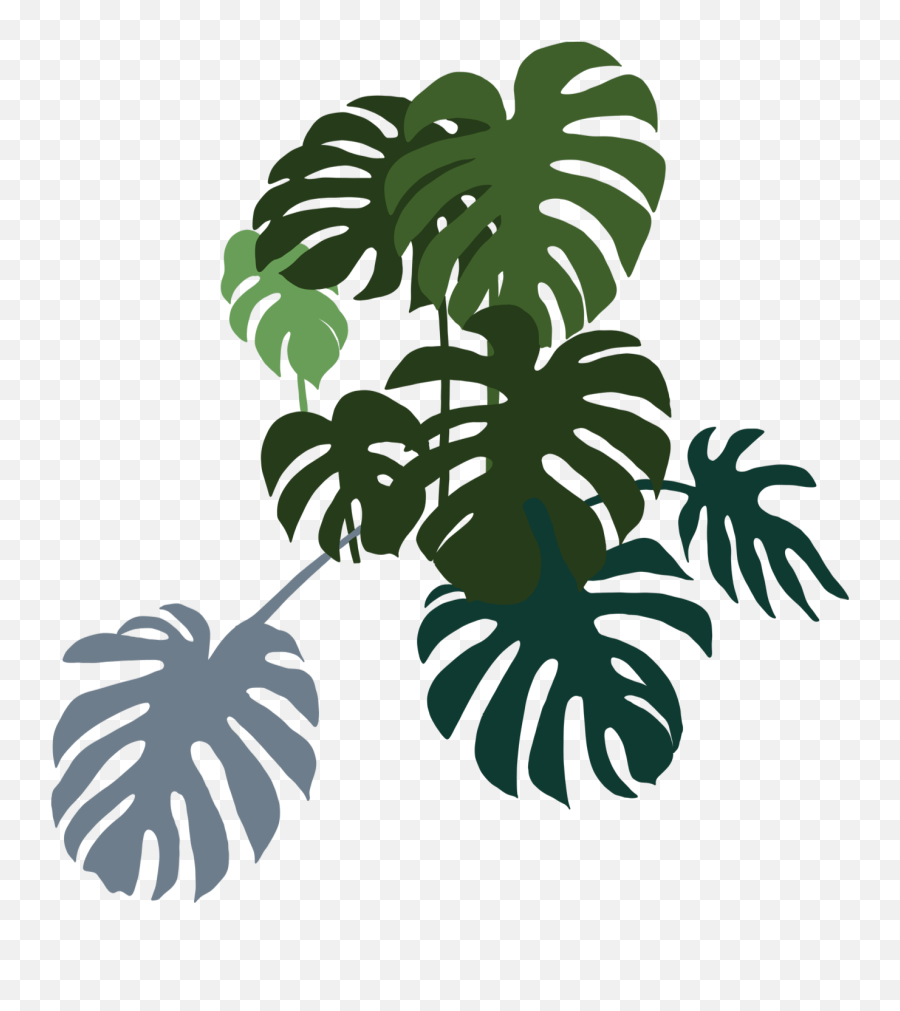 Indoor Plant Design For Commercial And Residential San - Monstera Deliciosa Emoji,Monstera Leaf Png