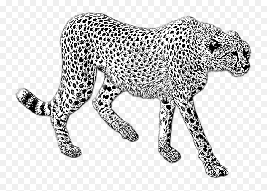 Cheetah Clipart Free Download Transparent Png Creazilla Emoji,Wildcats Clipart