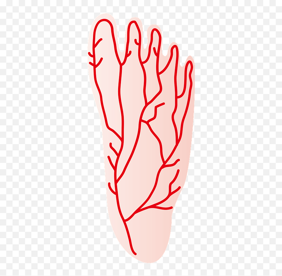 Blood Vessels In The Human Foot Clipart Free Download - Full Emoji,Foot Clipart