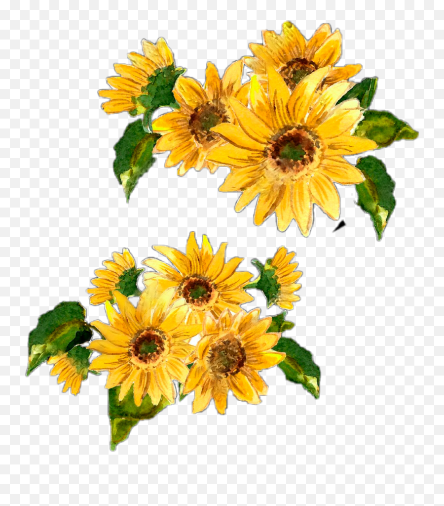 Transparent Background Watercolor - Transparent Background Watercolor Sunflower Clipart Emoji,Sunflower Transparent