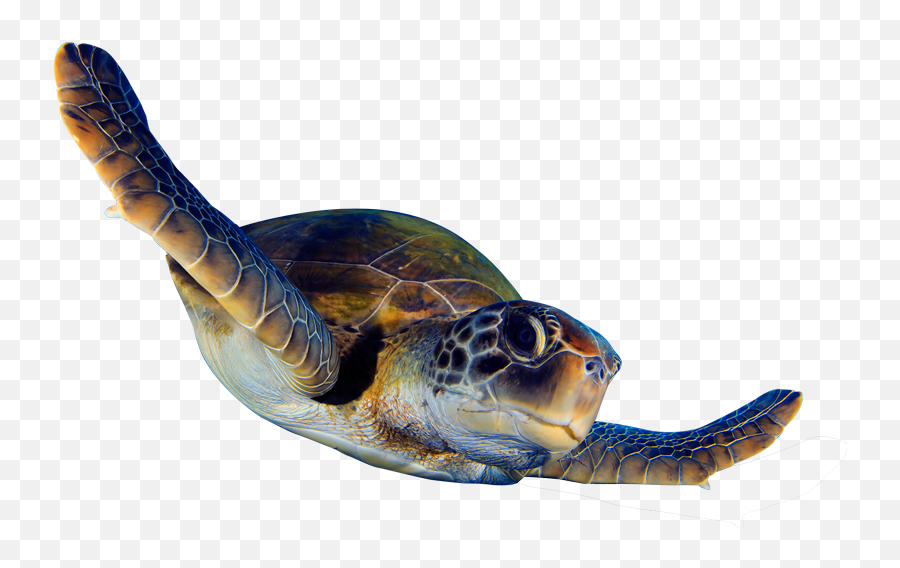 Begin - Sea Turtle Animation Png Full Size Png Download Sea Turtle Animated Png Emoji,Turtle Transparent Background
