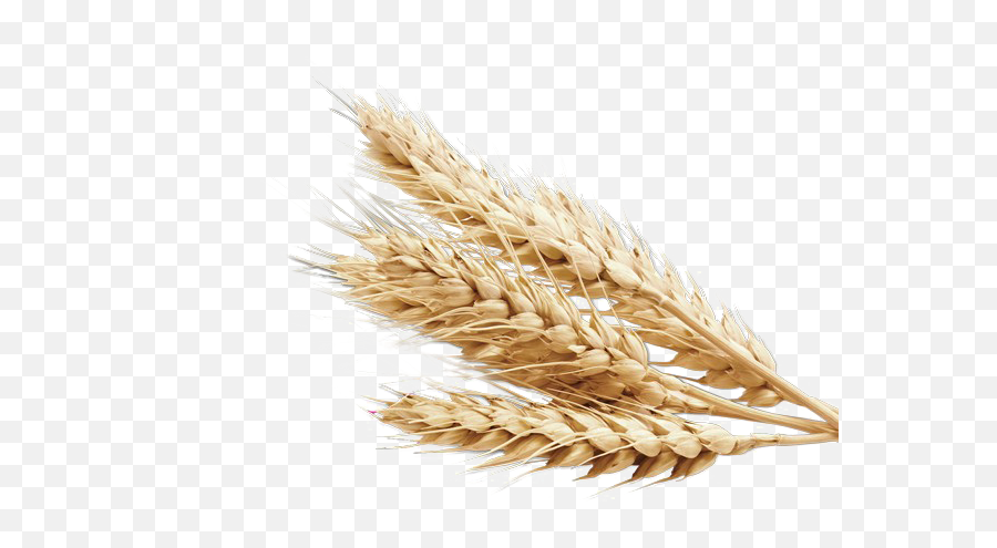 Download Wheat Png Background - Png Transparent Background Wheat Emoji,Wheat Png