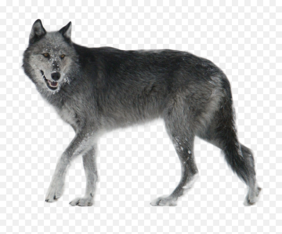 Face Pnglib U2013 Free Png Library - Female Black And Grey Wolf Emoji,Wolf Face Png