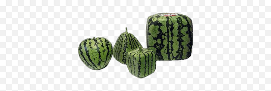 Artificially Shaped Watermelons - Different Shapes Of Watermelon In Japan Emoji,Watermelon Transparent