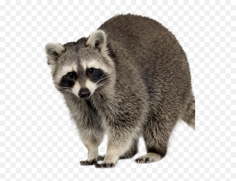 Raccoon Squirrel Feral Cat Rodent - Raccoon Png Download Raccoon Png Emoji,Raccoon Clipart