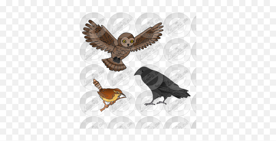 Owl Raven And Wren Picture For Classroom Therapy Use - Great Grey Owl Emoji,Raven Clipart