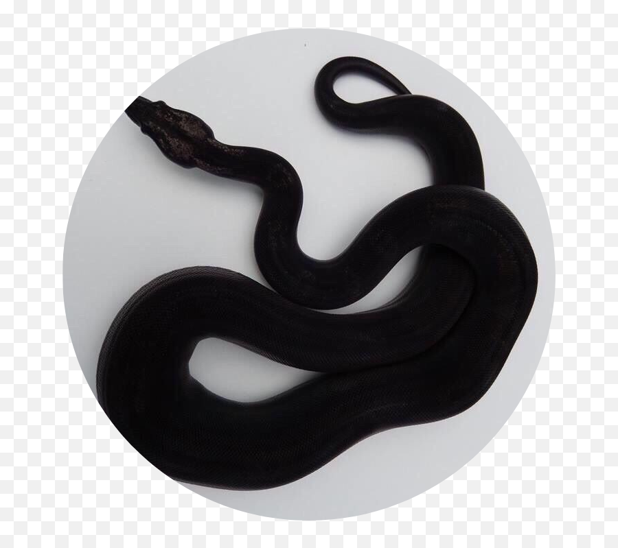 Tumblr - Dark Blue Snake Aesthetic Emoji,Snake Clipart Black And White