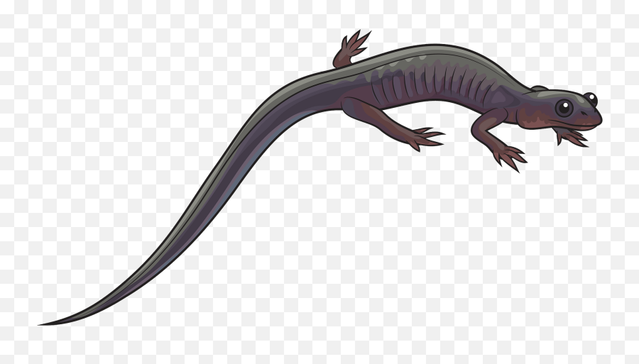 Northern Gray - Salamander Clipart Emoji,Axolotl Clipart