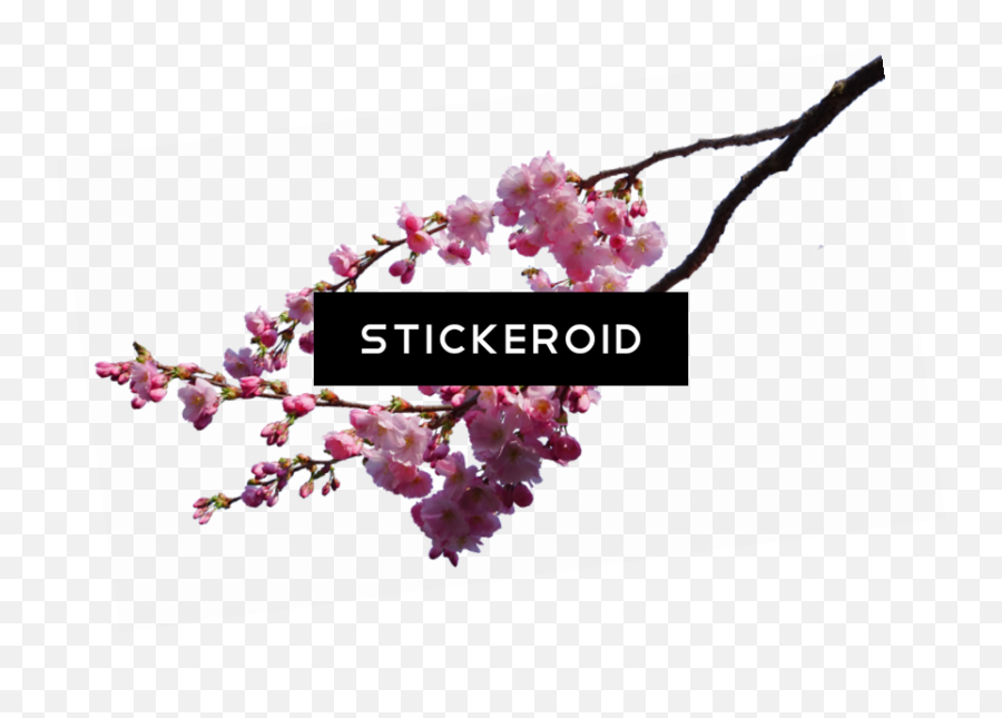 Cherry Blossom Flower - Cherry Blossom Clipart Full Size Eastern Redbud Emoji,Cherry Blossom Clipart