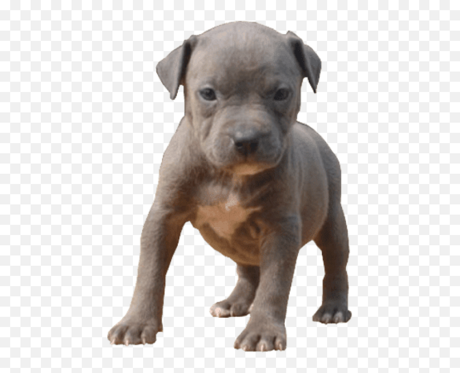 Pitbull Baby - Pitbull Puppy Png Emoji,Pitbull Png