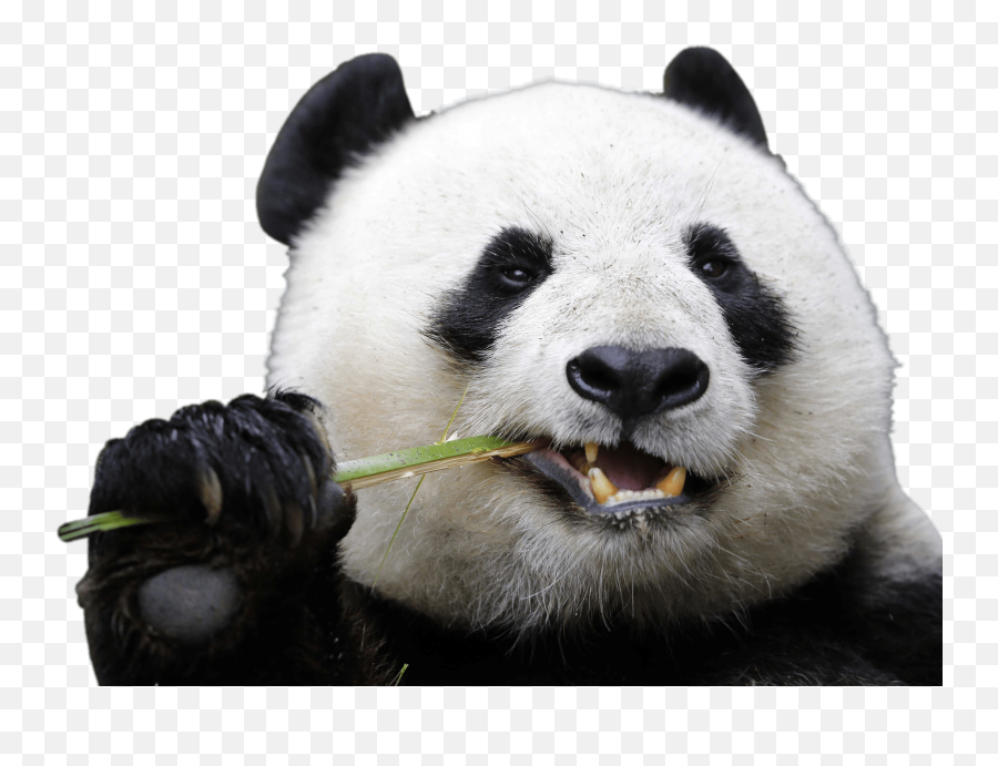 Transparent Giant Panda Png Download - Panda Png Emoji,San Diego Zoo Logo