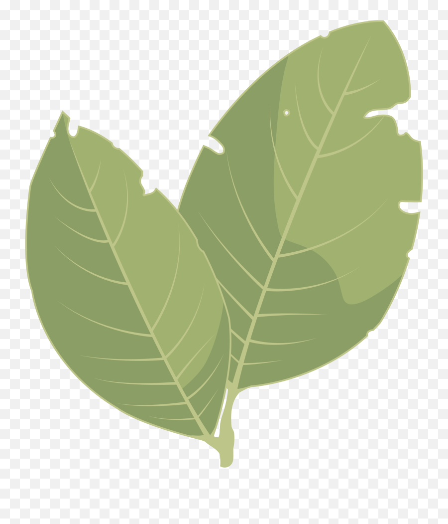 Download Hd Hojas De Laurel Png - Leaf Transparent Png Image Hoja De Laurel Dibujo Emoji,Hojas Png