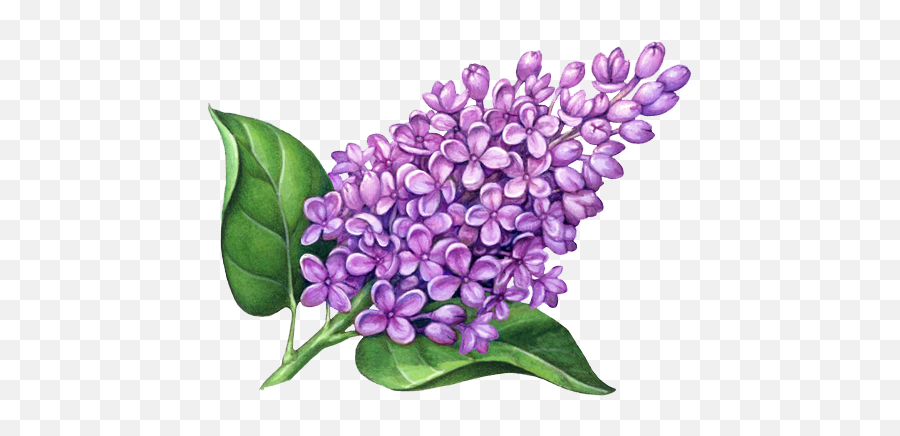 Lilac Flowers Png Pic Emoji,Flowers Png Images