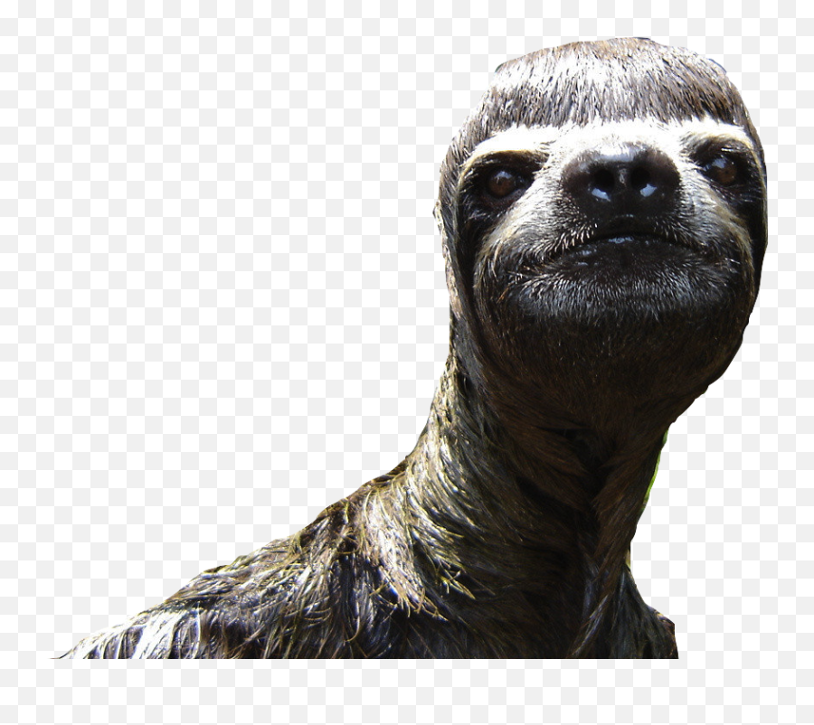 Sloth Desktop Wallpapers - Top Free Sloth Desktop Emoji,Transparent Sloth