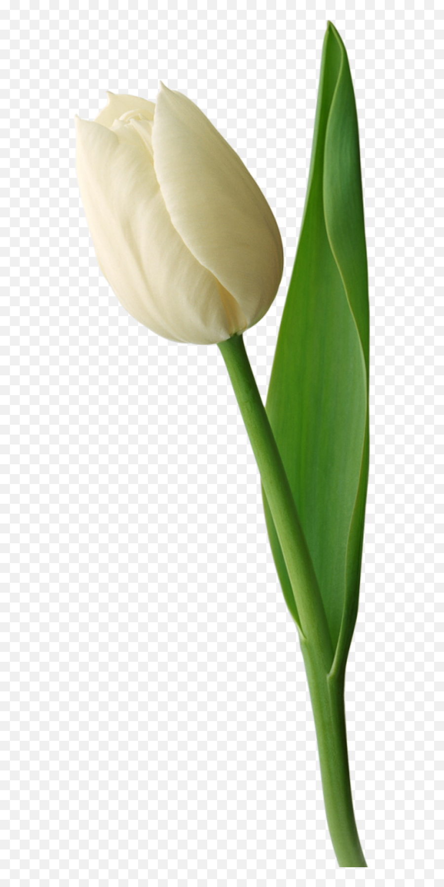 Tulip Clipart Png - White Tulip Flower Png Emoji,Tulip Clipart