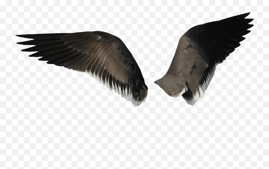 Black Wings Png Image Emoji,Wing Png