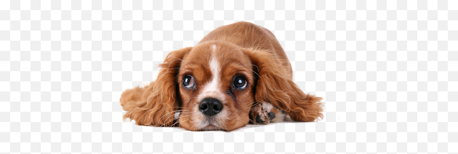 Abandoned Dog Png High - Dog Png High Resolution Emoji,Dog Png