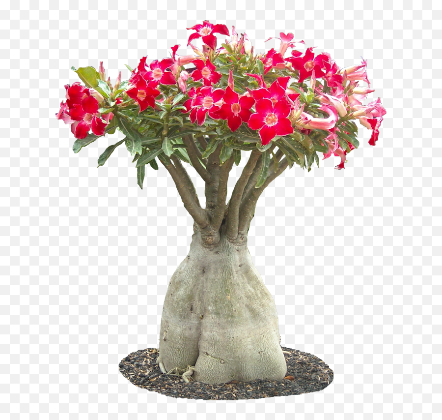 Plant Images Plant Pictures Emoji,Plant Transparent Background
