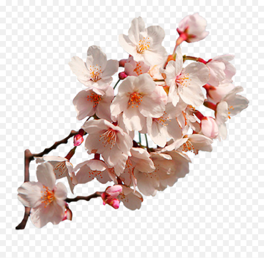 Cherry Blossom Png - East Asian Art Cherry Blossom Real Cherry Blossoms Png Emoji,Cherry Blossom Png
