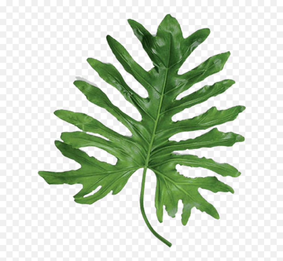 How To Decorate With Modern And Tropical Statement Leaves - Tropical Leaves Solo Emoji,Monstera Leaf Png