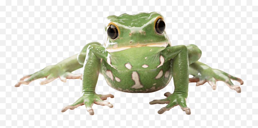 Download Frog Png Image Hq Png Image - Frog Png Emoji,Frog Png