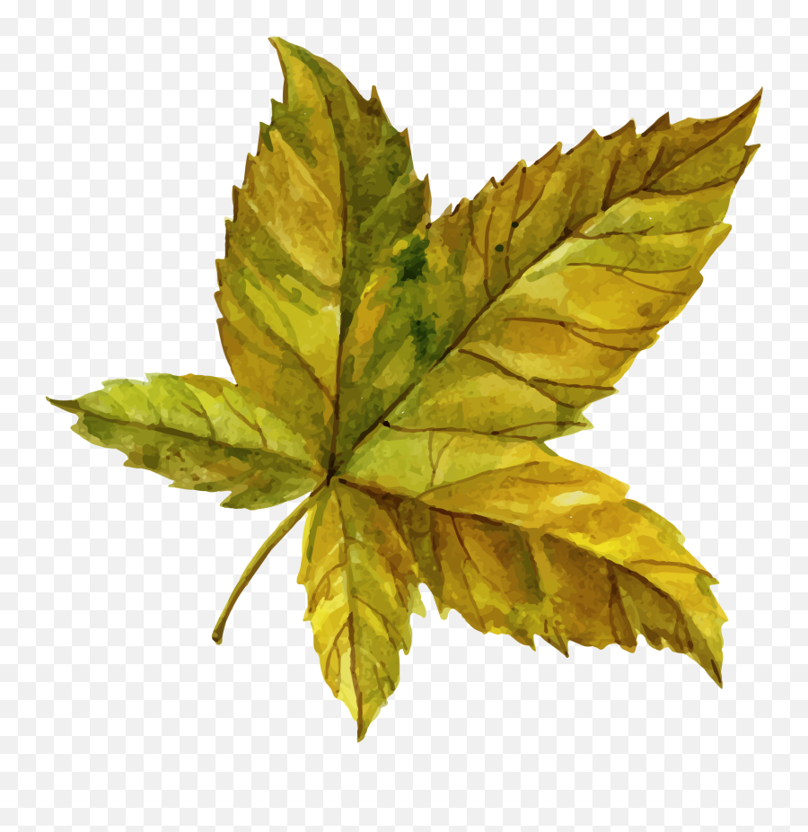 Leaf Clipart Png Image Free Download Searchpngcom - Plant Pathology Emoji,Leaf Clipart