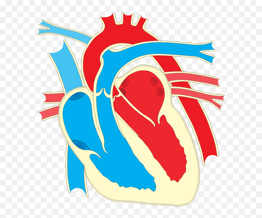 Heart Diagram 2 - Openclipart Heart Diagram Transparent Emoji,Real Heart Png