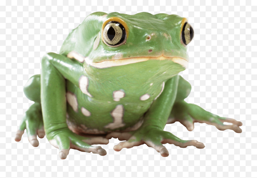 Frog Png - Frog Png Emoji,Frog Png