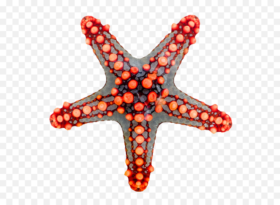 Free Photo Animal Coast Nature Fish Star Starfish Ocean Emoji,Starfish Silhouette Png