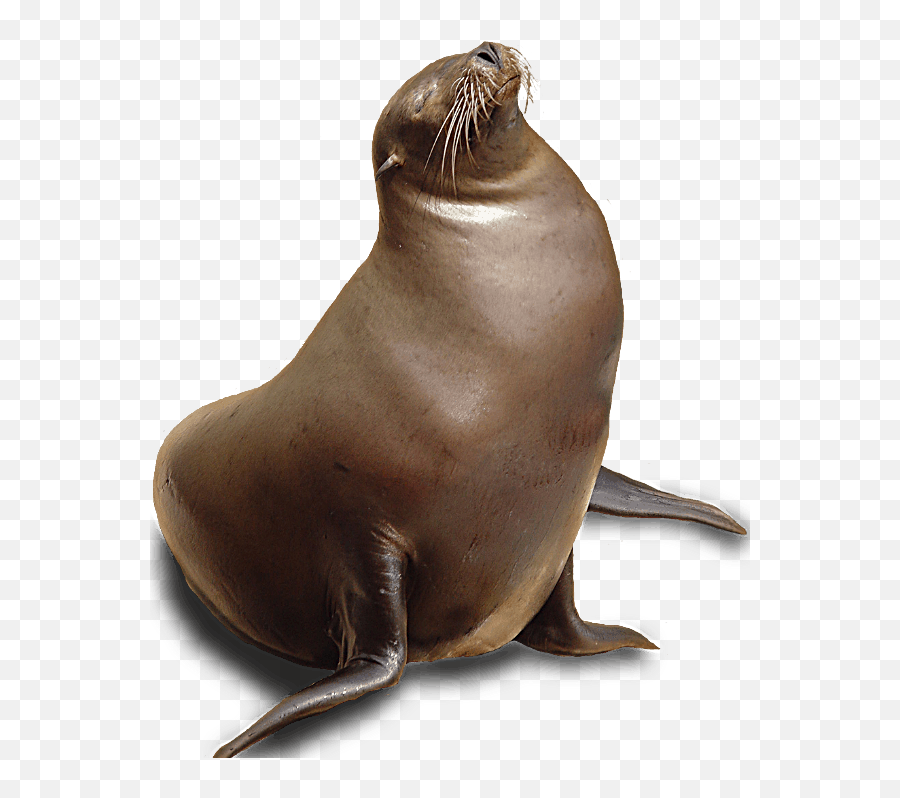 Aleut Marine Mammal Commission Emoji,Sea Lion Png