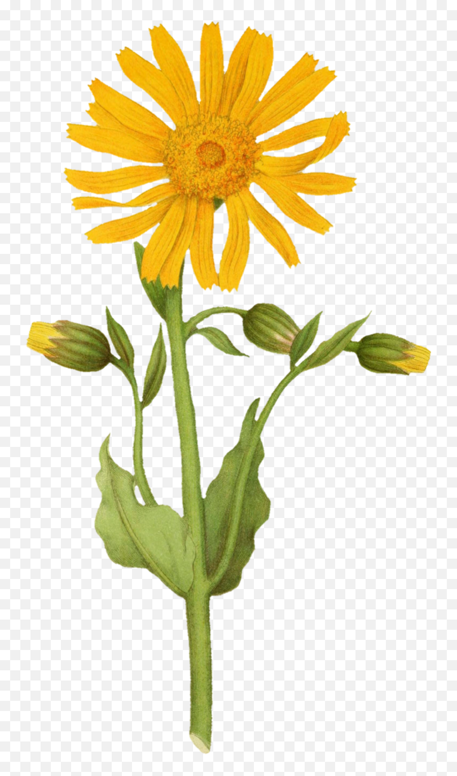 Sunflower Painted Art Clipart Free Stock Photo - Public Arnica Montana Emoji,Sunflowers Clipart