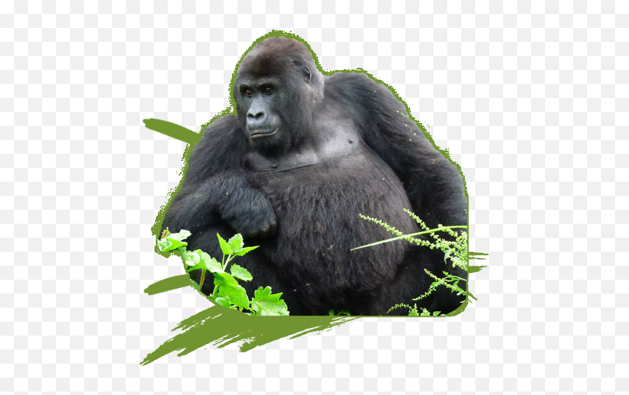 Pinga - Gorilla Emoji,Gorilla Group Logo