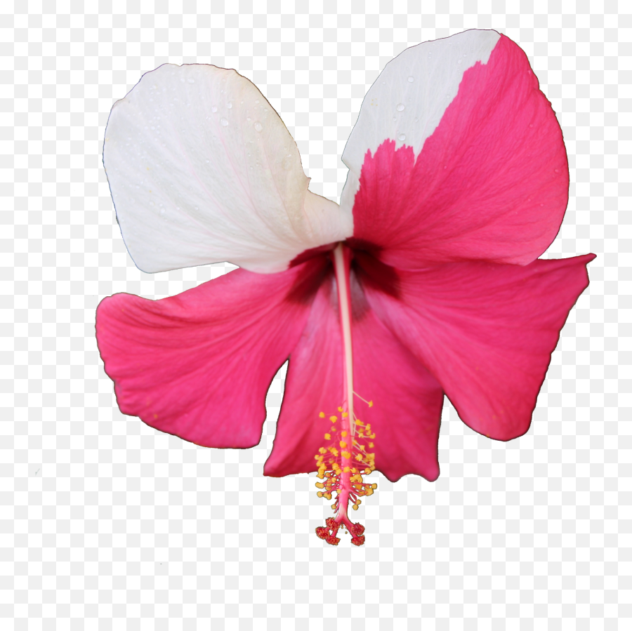 Chinese Hibiscus Transparent Png - Microsoft Paint Emoji,Hibiscus Transparent