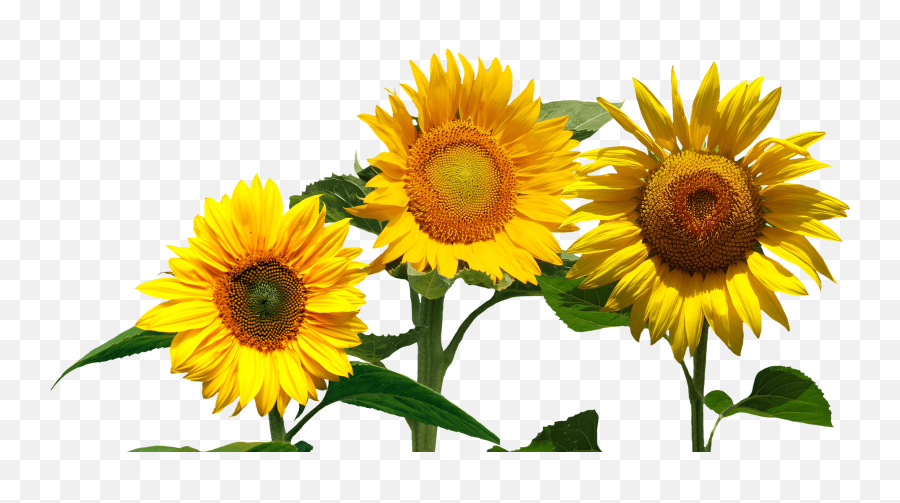 Sunflowers Png - Cafepress Samsung Galaxy S8 Case Emoji,Samsung Galaxy S8 Png